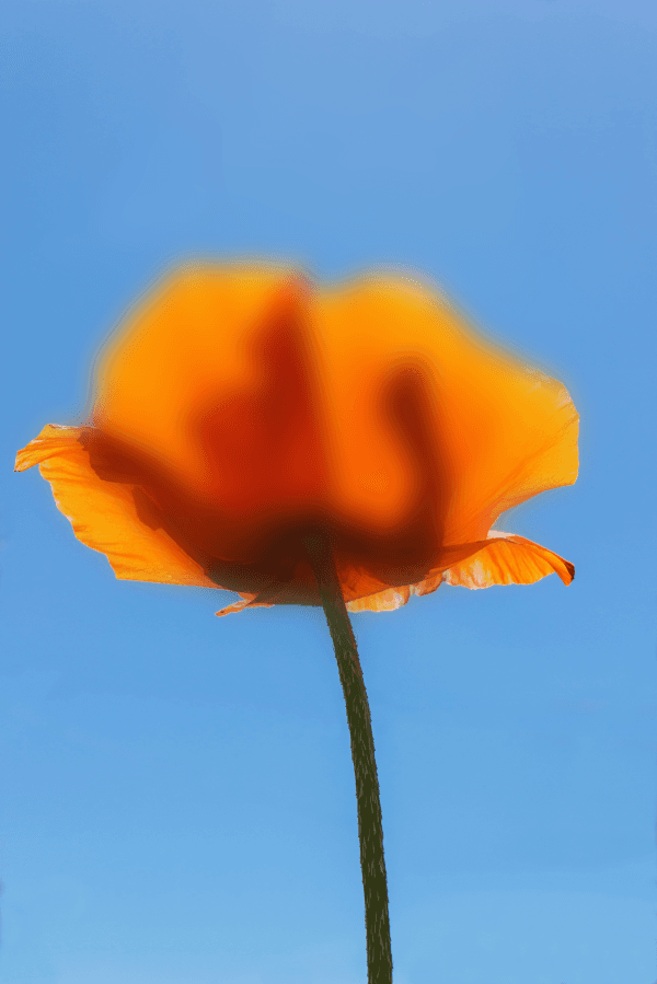Flower Image